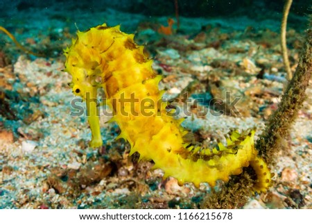 A beautiful yellow Thorny Seahorse on a dark tropical coral reef at dawn