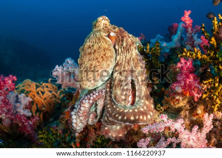 A large Octopus sitting on top of a pinnacle surrounded by colorful soft corals on a tropical reef