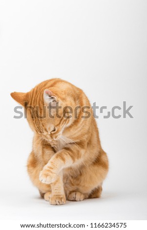A Beautiful Domestic Orange Striped cat sitting cleaning itself with open mouth and tongue out in strange, weird, funny positions. Animal portrait against white background.