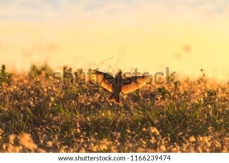 bird with open wings illuminated by the evening sun