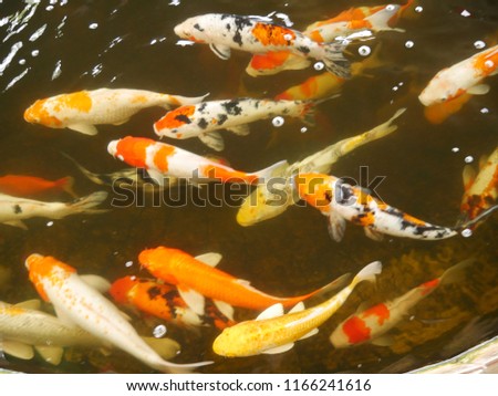 These are carp  the beautiful fish  for everyone.