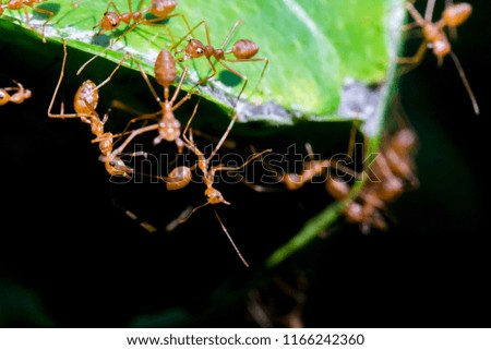 Ants caught on green leaves.