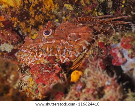 Great rockfish (Scorpaena scrofa)