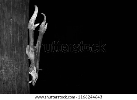 Black and white deer's skull hanged on wooden wall on black background.