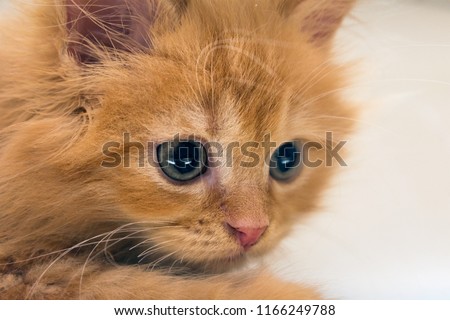 Stare of a Cute Curious Orange Kitten