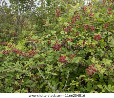 Wild Blackberries (Rubus fruticosus) Ripening on a Bush by the Coast at Crow Point in North Devon, England, UK