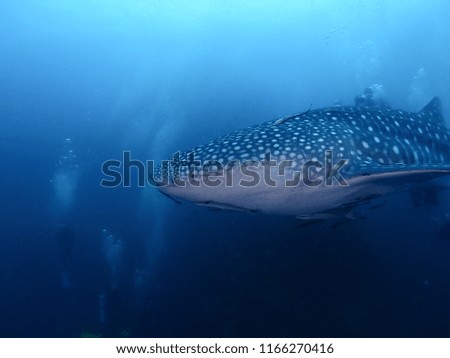 Underwater photo of whale shark is swimming with scuba divers at Thailand sea.