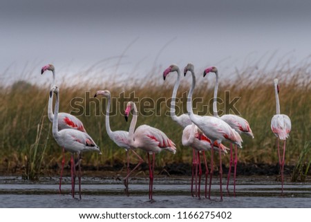 This picture of Flamingo is taken at Gujarat in India.