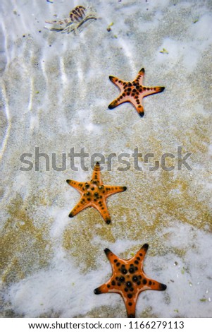 Three Starfishs on the white sand in the aquarium