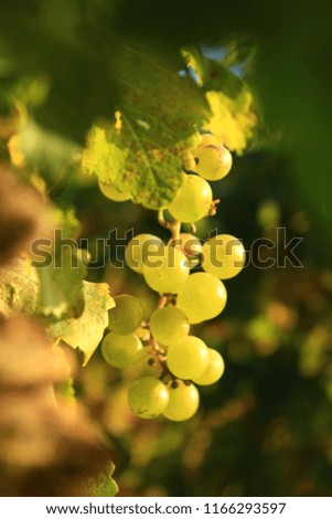 Closeup picture of ripe white grape