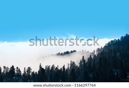 Autumn landscape covered by heavy fog - Misty beech forest on the mountain 