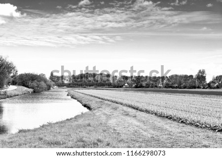 Fields of blooming tulip flowers in Nethrlands. Assorted flowers in a Dutch spring garden near the drainage canal. Black and white picture