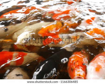 These are carps keep in pond.