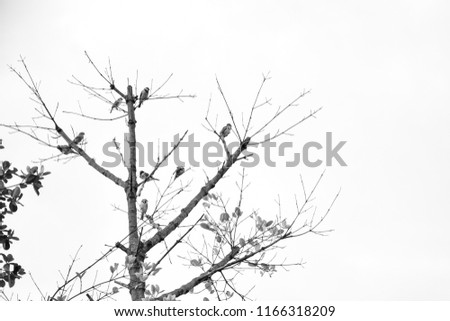 black and white picture Sparrow on a Tree