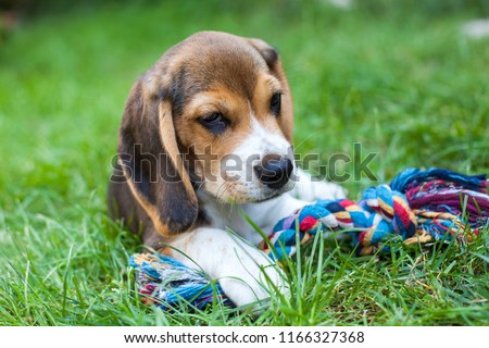 Cute beagle puppy playing in the garden with colorful toy