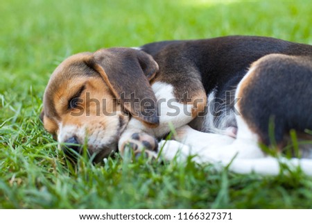 Picture of a cute beagle puppy sleeping on the grass