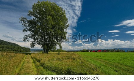 Tree at the field