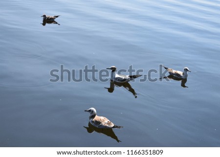Gulls floating along a quiet river