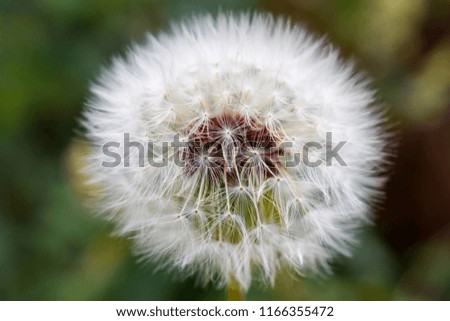 Close up of a Dandelion (Taraxacum officinale) with soft background