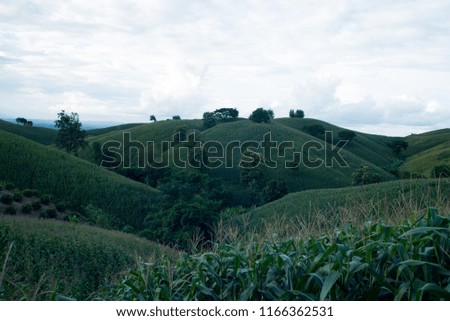Cornfield is on a lush and beautiful hill.