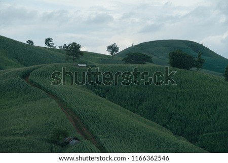 Cornfield is on a lush and beautiful hill.