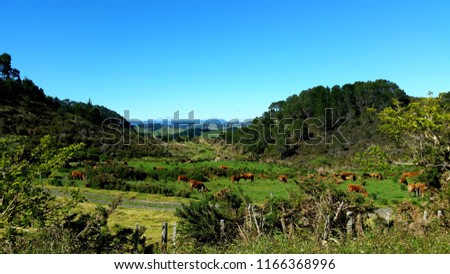 Hahei landscape - New Zealand
