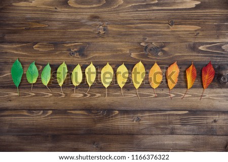Autumn leaves laid out in a strip passes from green to red on a wooden background. The concept of changing the season.