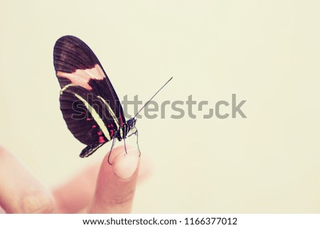 Beauty Butterfly Moment