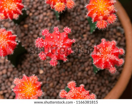 a lot of cactus flower breed gymnocalycium mihanorichii have green and red color in picture ,a lot of cactus is glow from desert or big sand ,this is top view picture