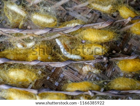 chrysalis yellow silkworm cocoons in nests, life cycle of silk worm