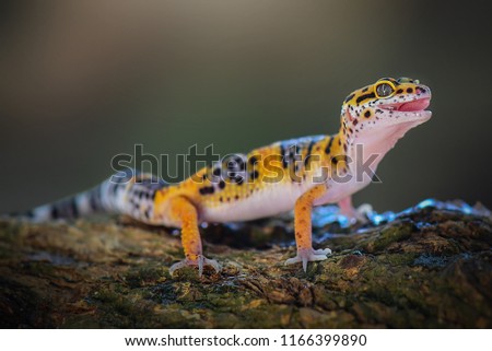 Leopard Gecko is on a tree branch Royalty-Free Stock Photo #1166399890