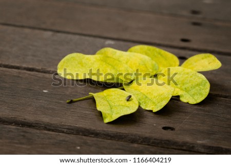 A Fly on the Leaves, on the Ground
