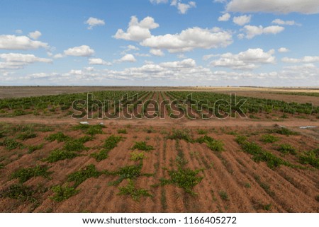 Vineyards with bunches of ripe grapes for wine