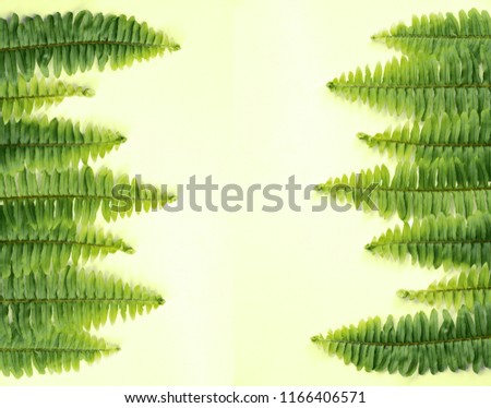 Green Fern Leaf frame on pale or pastel green paper as a Pantone in background. There is blank space for graphic,web,banner,brochure or backdrop design. It is green natural wallpaper.