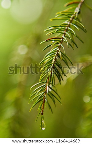 Rainy pine needles 