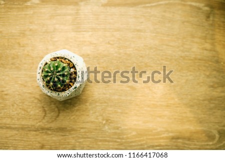 Cactus on a table (closeup)