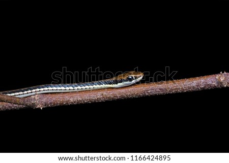 Juvenile Dendrelaphis pictus (painted bronzeback) on dry twigs. Non venom snake, Night macro photography