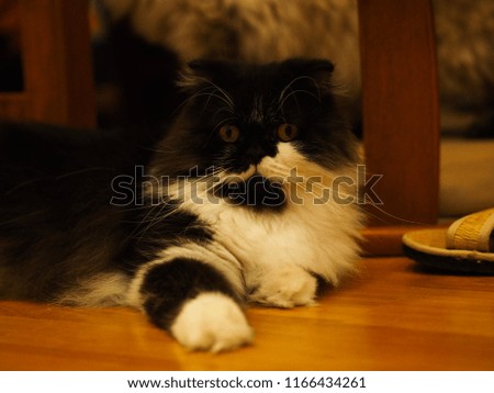 Black and white cat looking