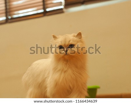 Cat looking out, animal portrait