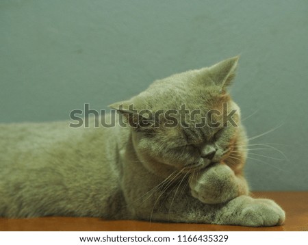 Grey british shorthair cat