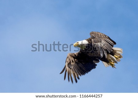 Bald eagle in flight searching for its next meal along the Turnagain arm near Anchorage, Alaska