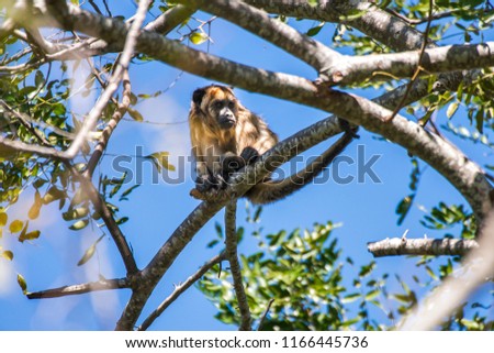 Black and gold Howler Monkey photographed in Corumba, Mato Grosso do Sul. Pantanal Biome. Picture made in 2017.