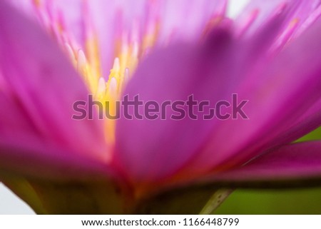 beautiful violet lotus flower on green nature background