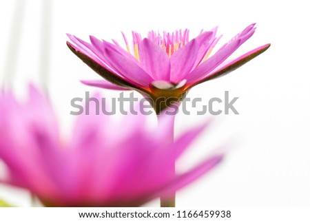 beautiful pink lotus flower nature art abstract blur on white background