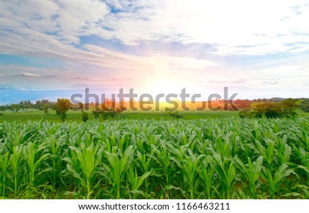 Corn farm.Mountain View in Sunrise.
Beautiful sky.Wide angle view.