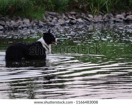 Black and white border collie dog in water rings from profile on a summer evening