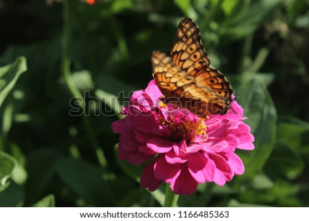 butterfly on the flowers