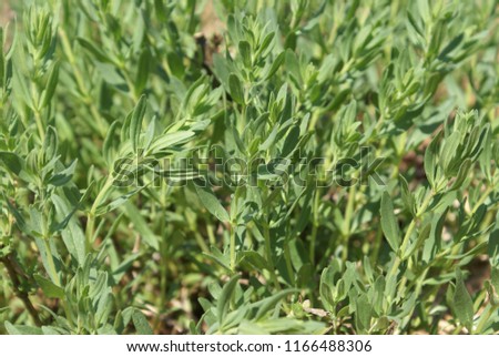 Medicinal herbs - Hyssop (Hyssopus officinalis), green background picture