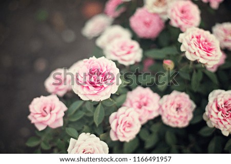rose bush bouquet tender pink peach tea fresh summer on a green background blur bokeh