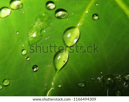 beautiful background of water drops on a leaf             